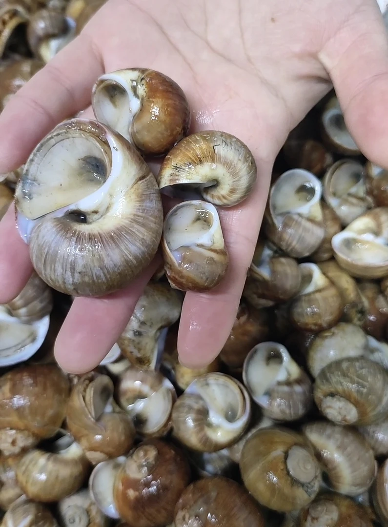 【孙永探鲜】当潮钢螺/(鲜活发保鲜不保活)