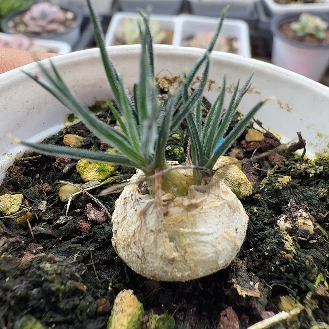 迷你海葱 小方花圃一物一拍