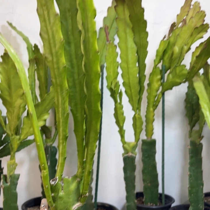 当前无花栽培后可以开花588