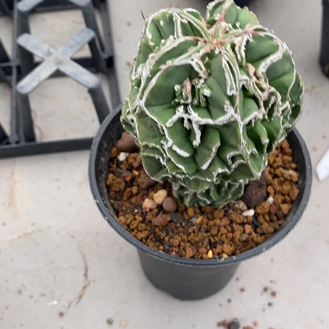 我***豆核桃鸾凤玉仙人球