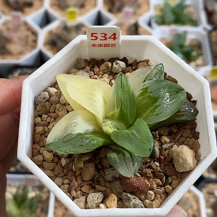 534冰城寿锦一物一拍