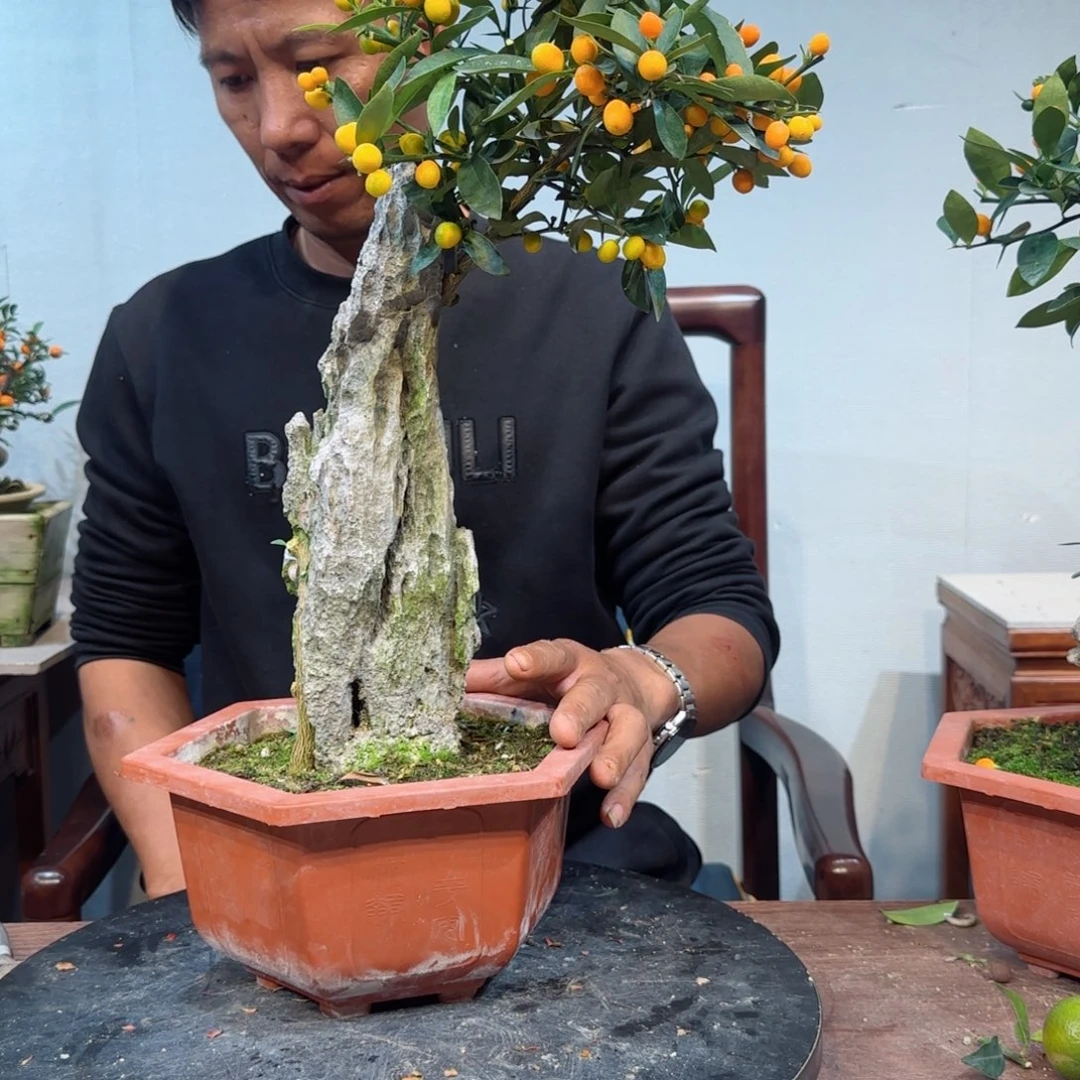 当前无花朵，栽培后可花朵心**）