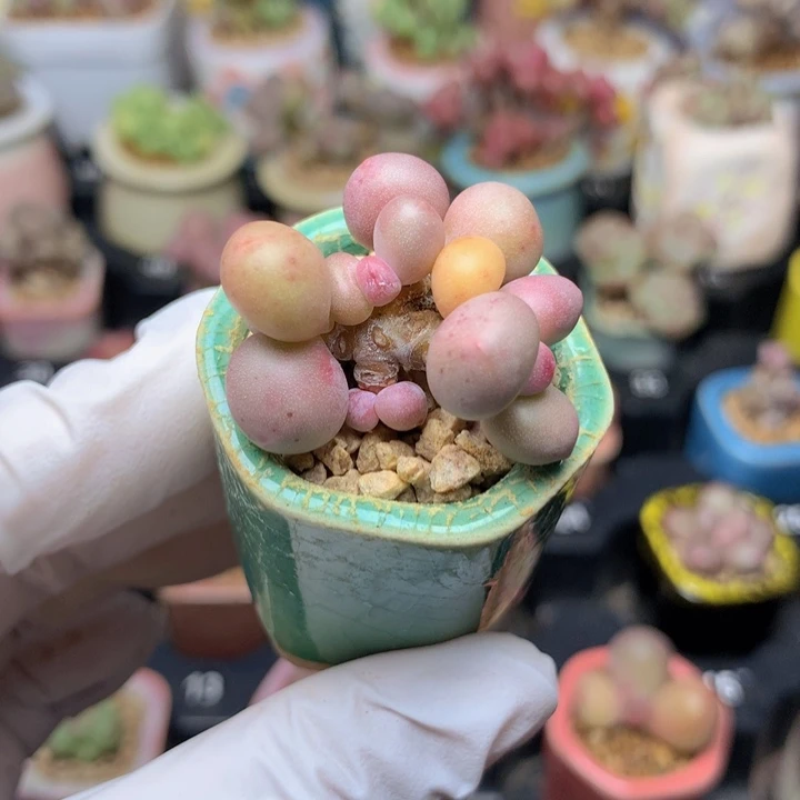 mini奶酪 5头一体 木质老桩 造型很美