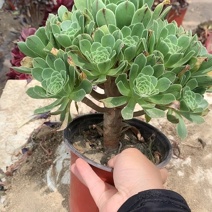 176阳光玫瑰多肉植物