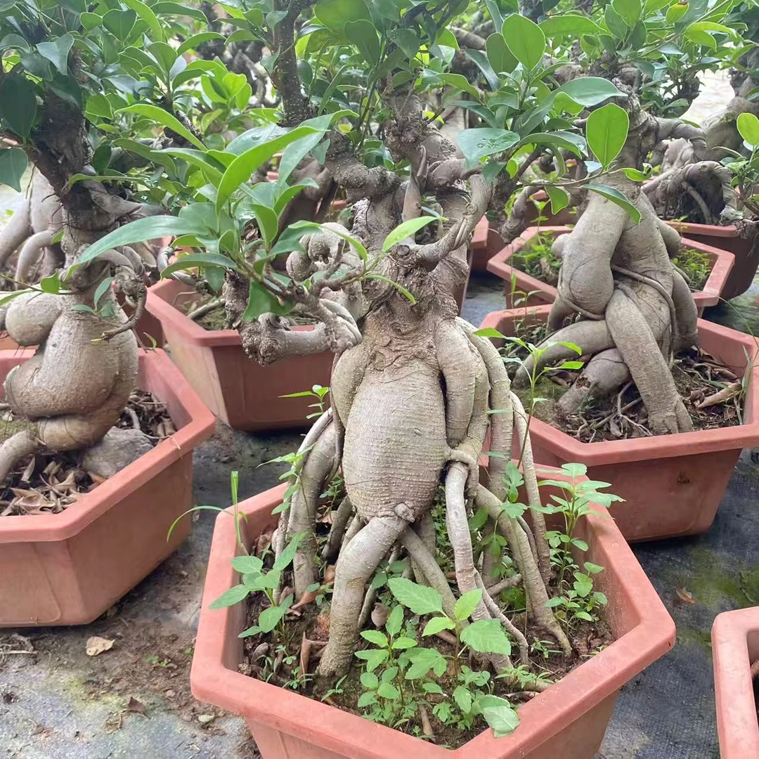 榕树老庄提跟造型盆景一物一拍