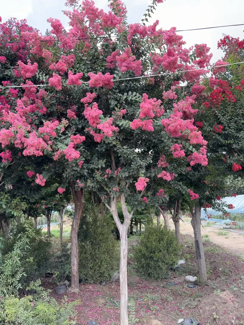 【一物一拍价格带】花园植物紫薇 庭院花卉绿植好养