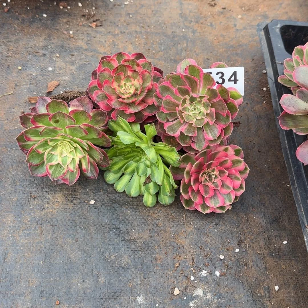 5个小苗多肉植物534