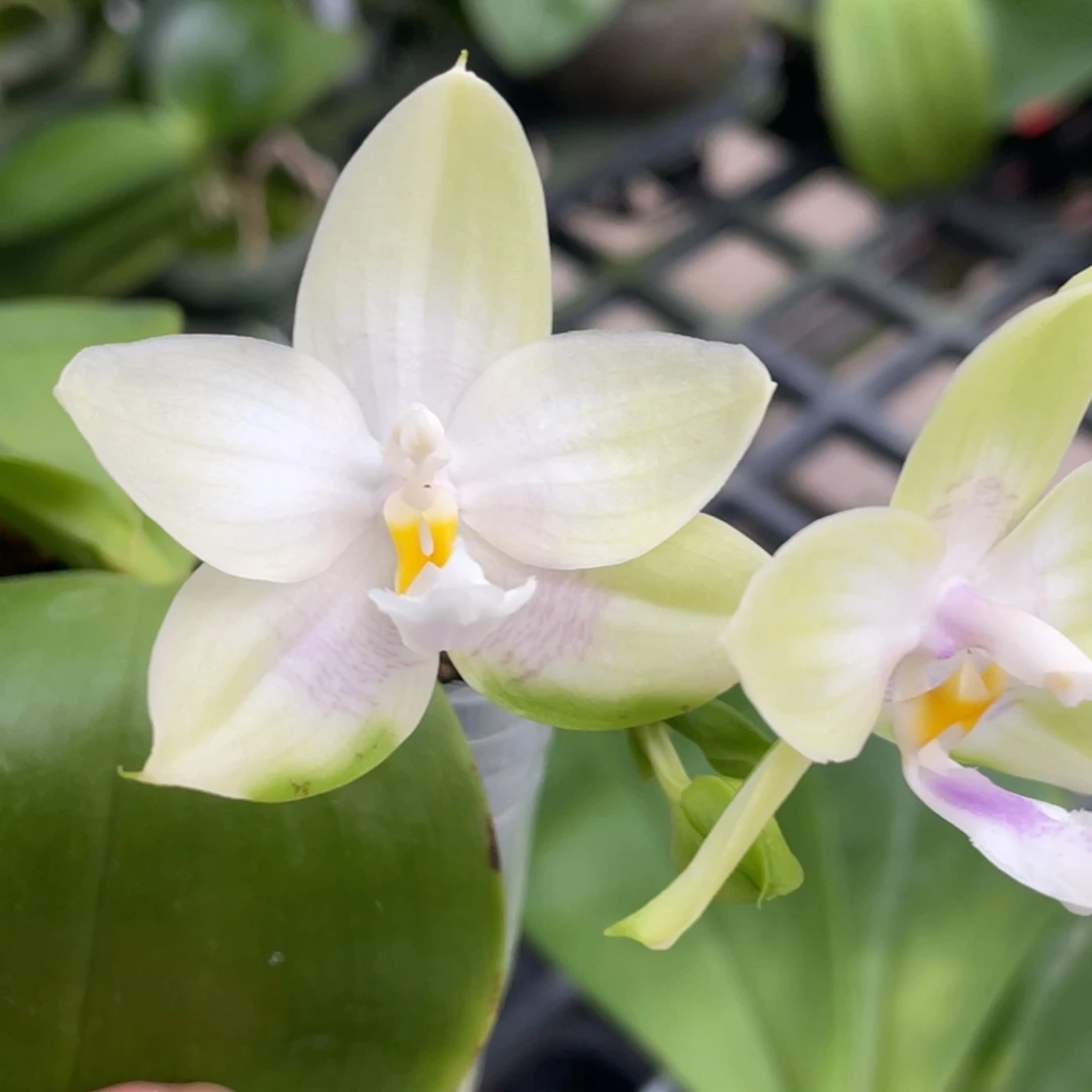 大部分开放少量花苞2.5翡翠交弥陀反射王