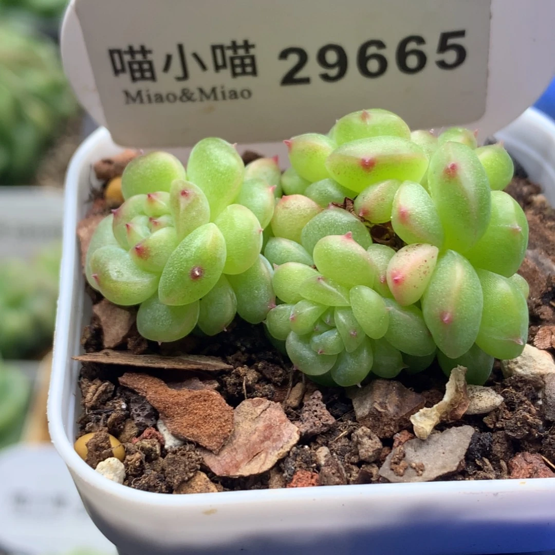 多肉植物杂交珍妮