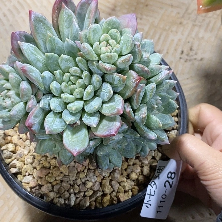小七夕多肉百达翡翠28
