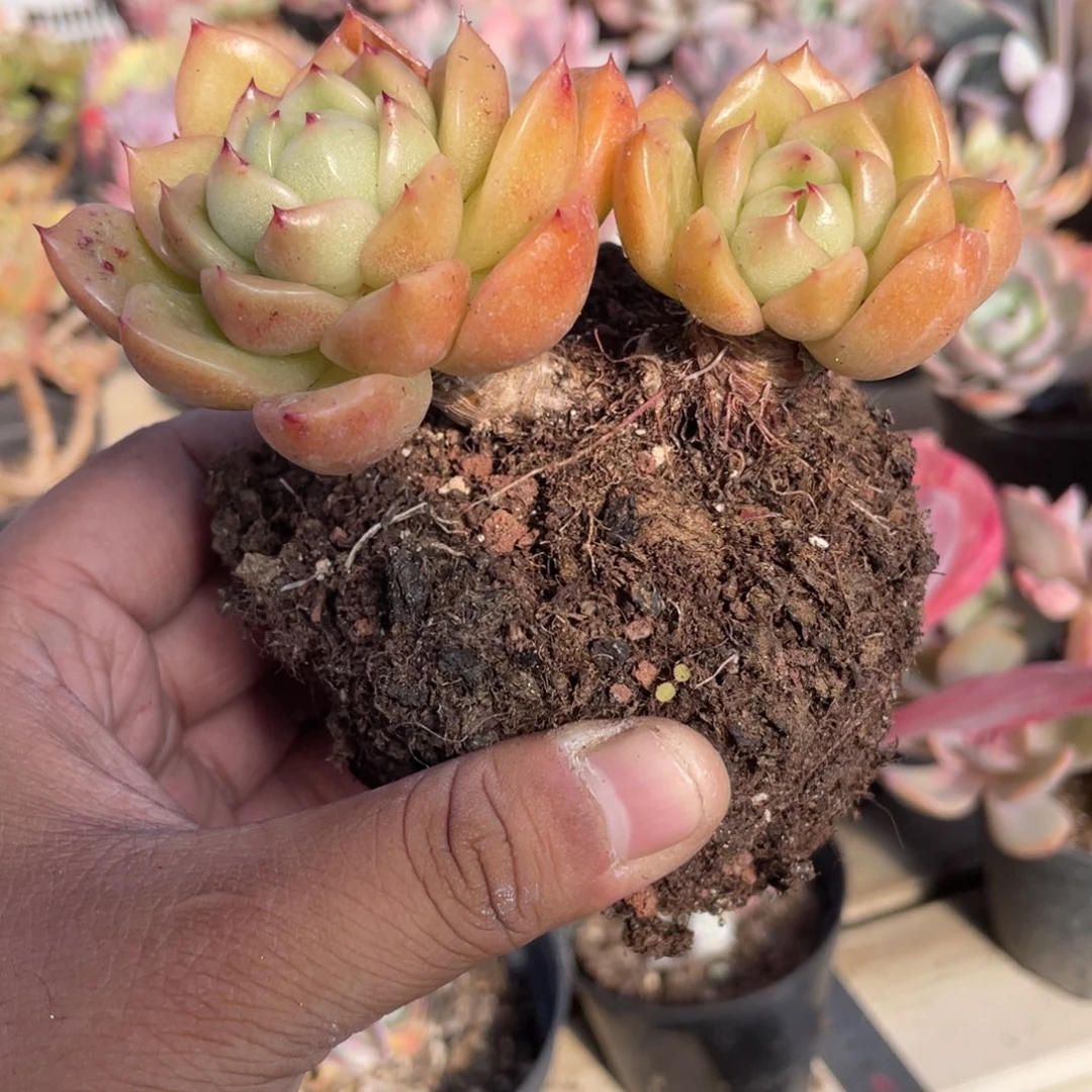 王***.0316  白玫瑰  六月六