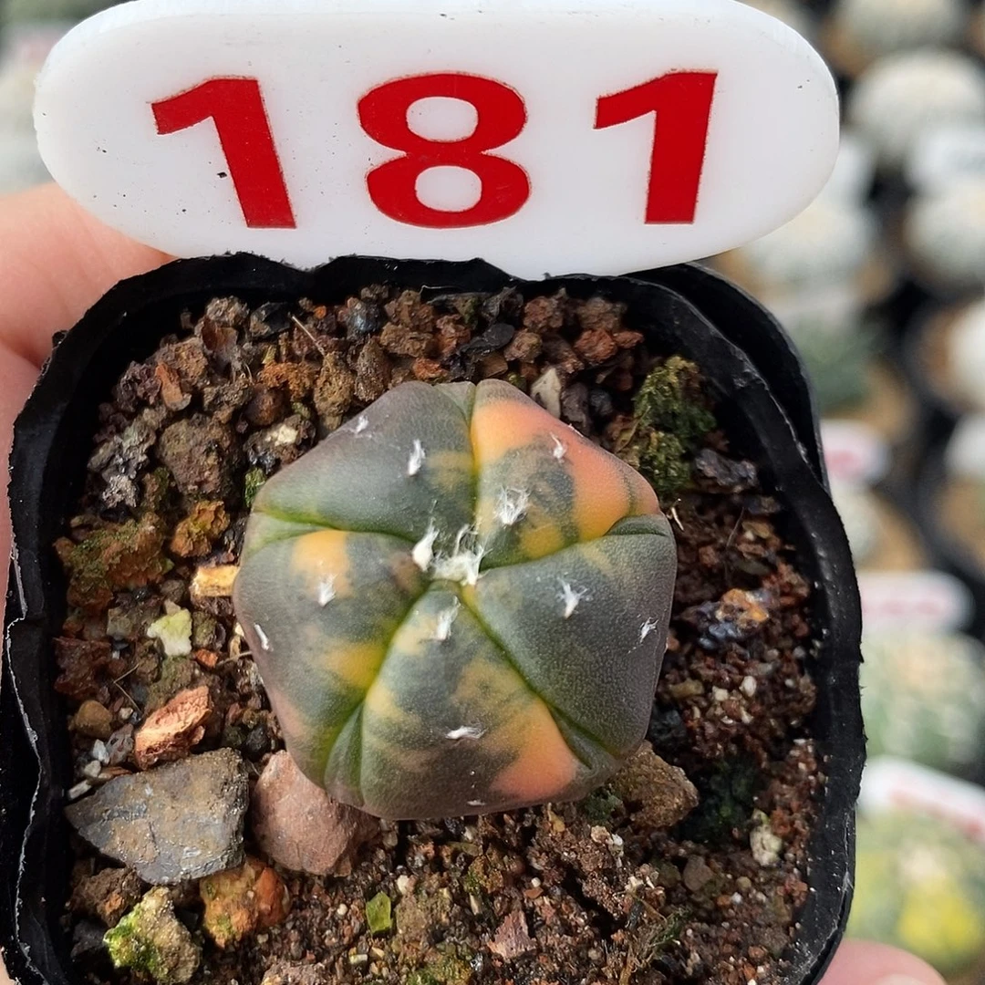 181兜锦系列福利来啦