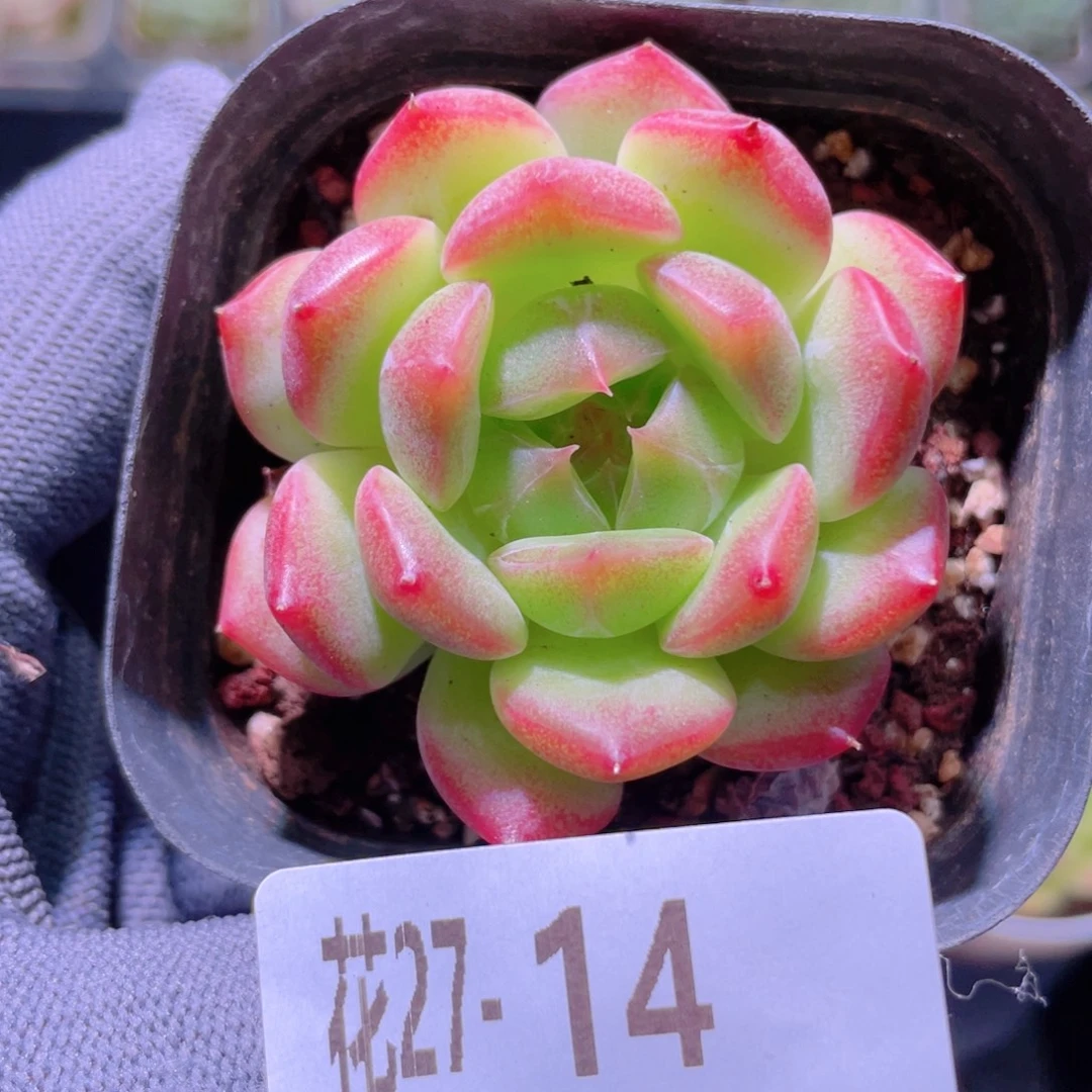 花利美27-14新品