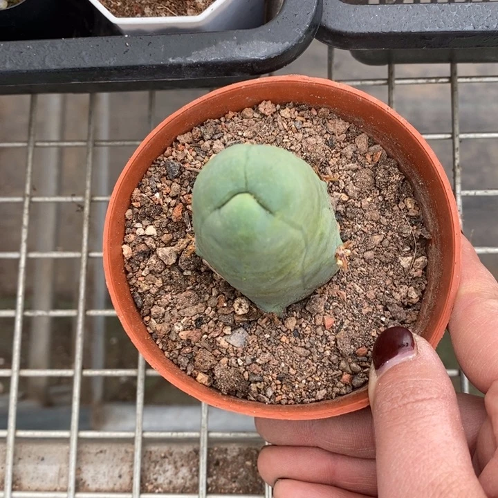 伯克利和格蕾纳等著名音乐