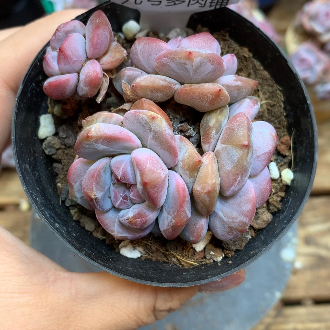 S0927 突尼斯 模特同款