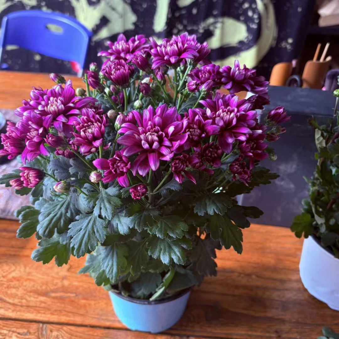 【年宵花】欢歌新品荷兰菊花期长花量大多季开花易养护