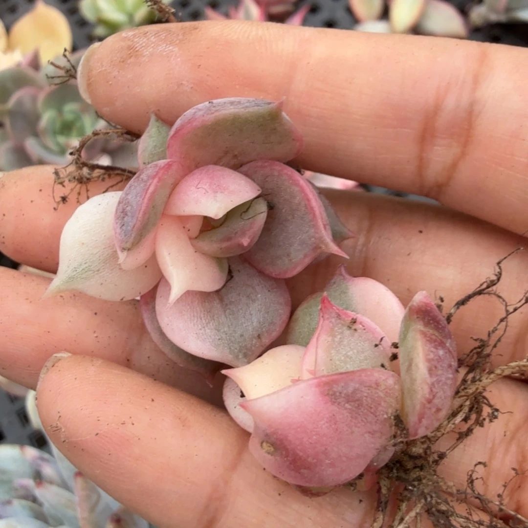 湖花脸锦一组多肉锦