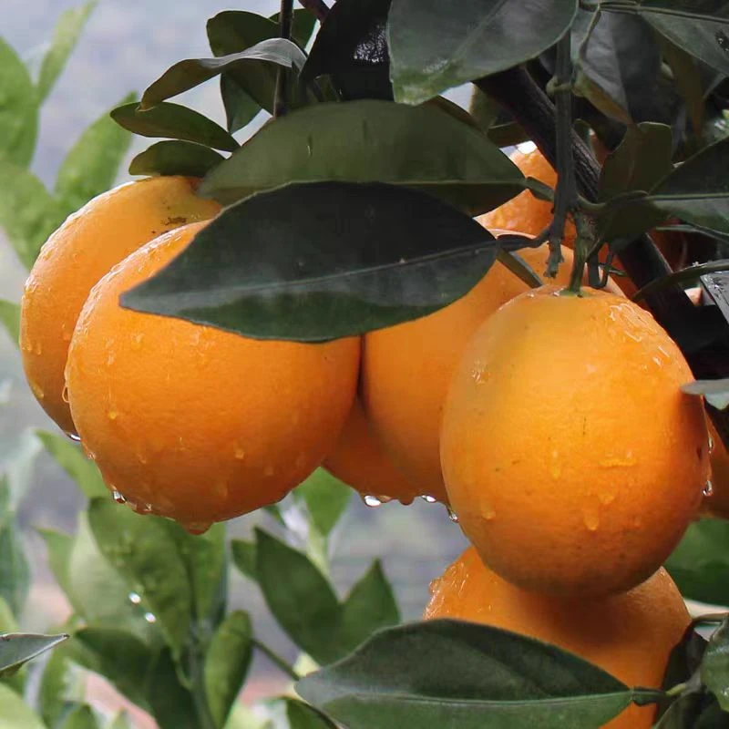 重庆奉节脐橙新鲜应季水果香甜多汁果园直发