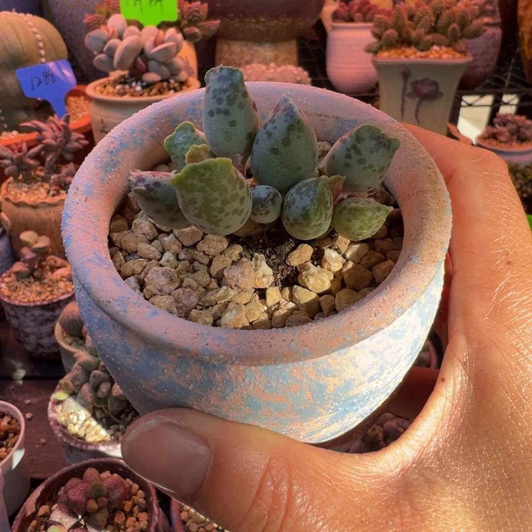 一组自拍，感谢支持1