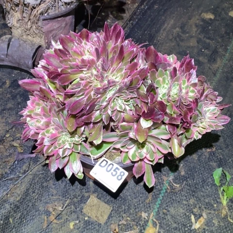 女神缀多肉植物法师