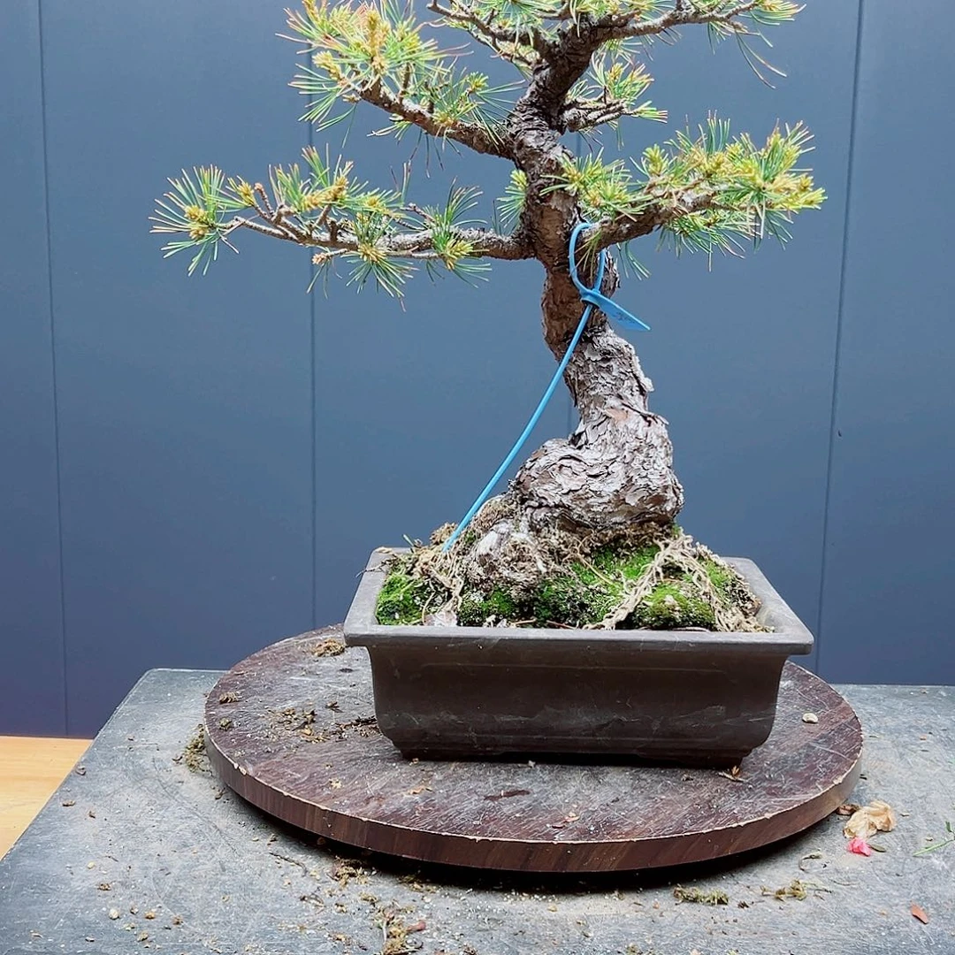 无花朵水*盆景皋月杜鹃五叶8666