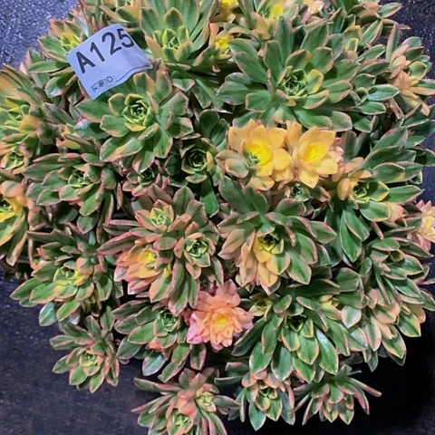 幸**?甜茶125脱土发货