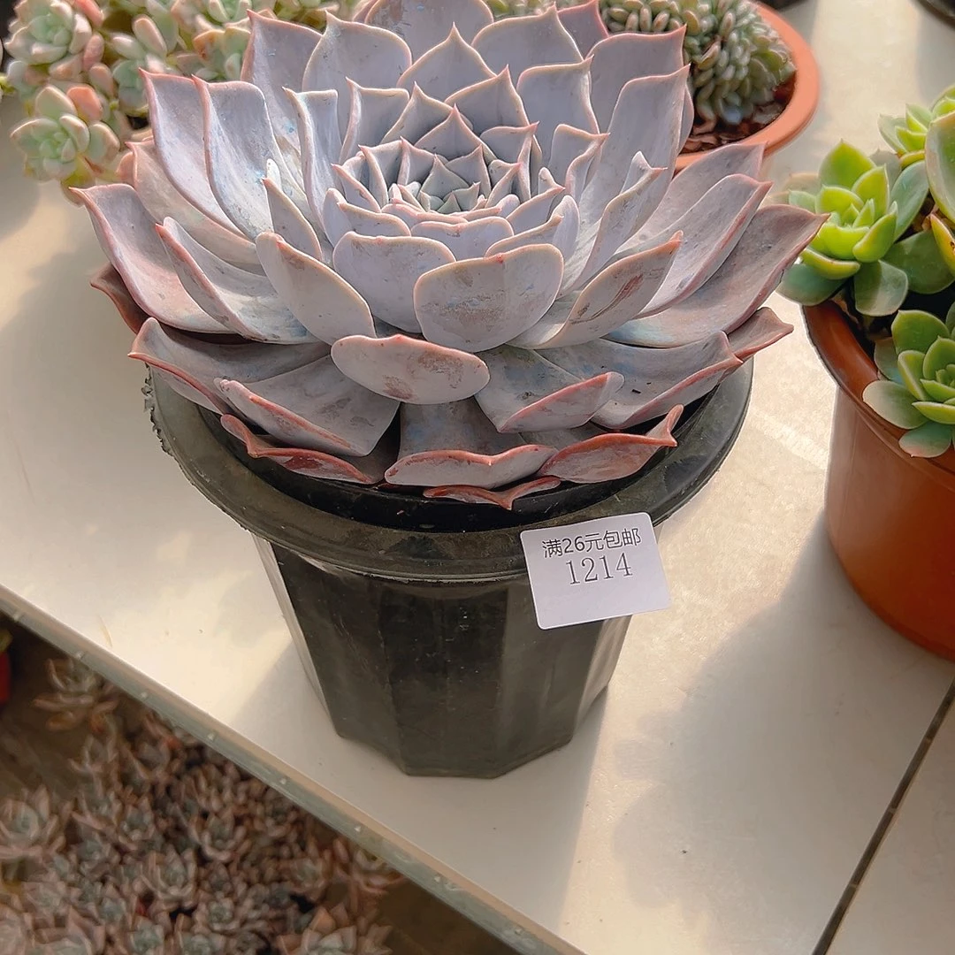 钟***)1214露西娜多肉植物多肉