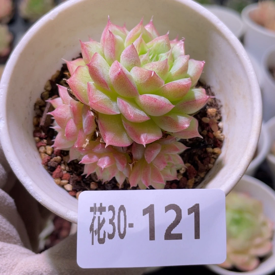 花利美30-121女王玫瑰