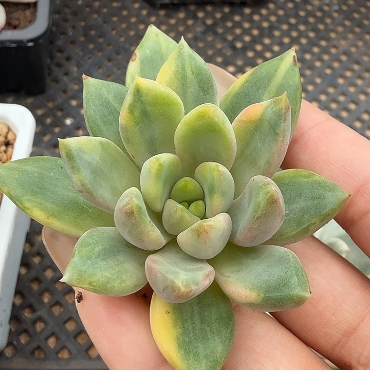象牙锦主头模特一颗