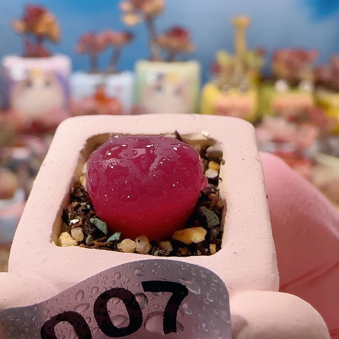 可爱小蟠桃 盆口18cm