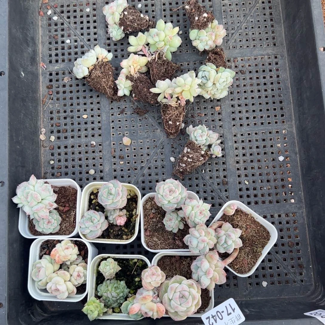 张*美小卡拉米糖心一物一拍17-42