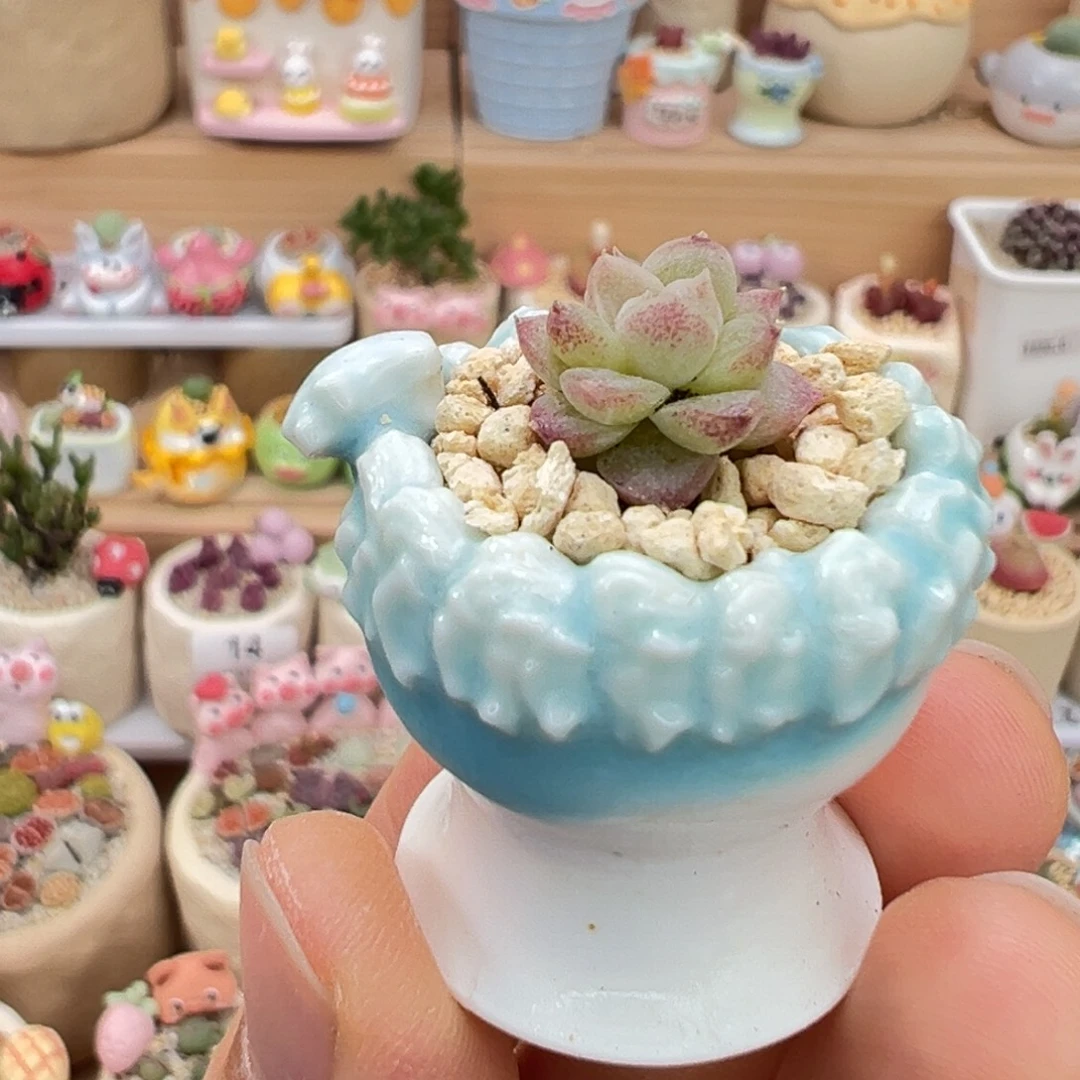 多肉植物34号拇指盆