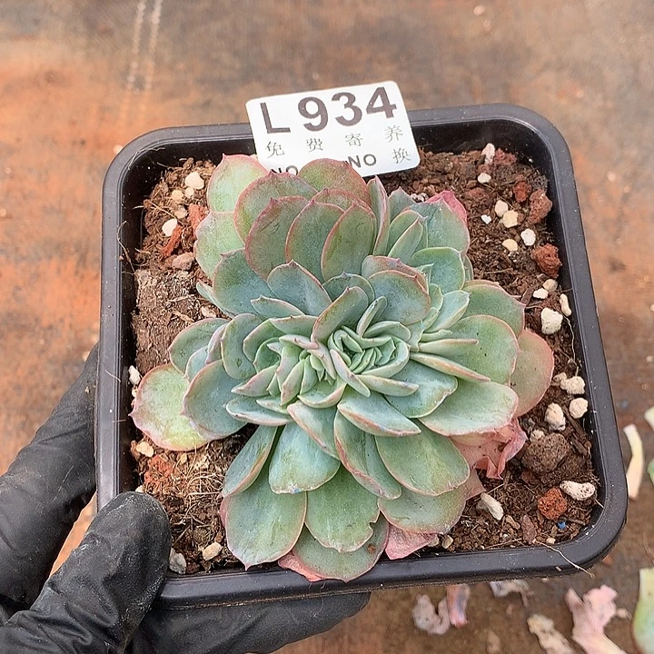 白玉兰缀化 多肉植物.9.28号发货