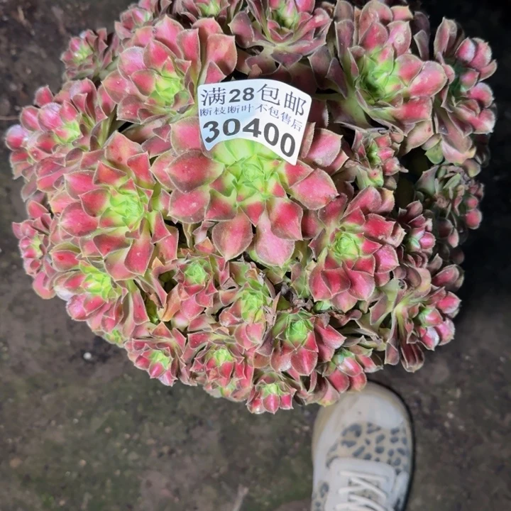 30400韶华多肉植物