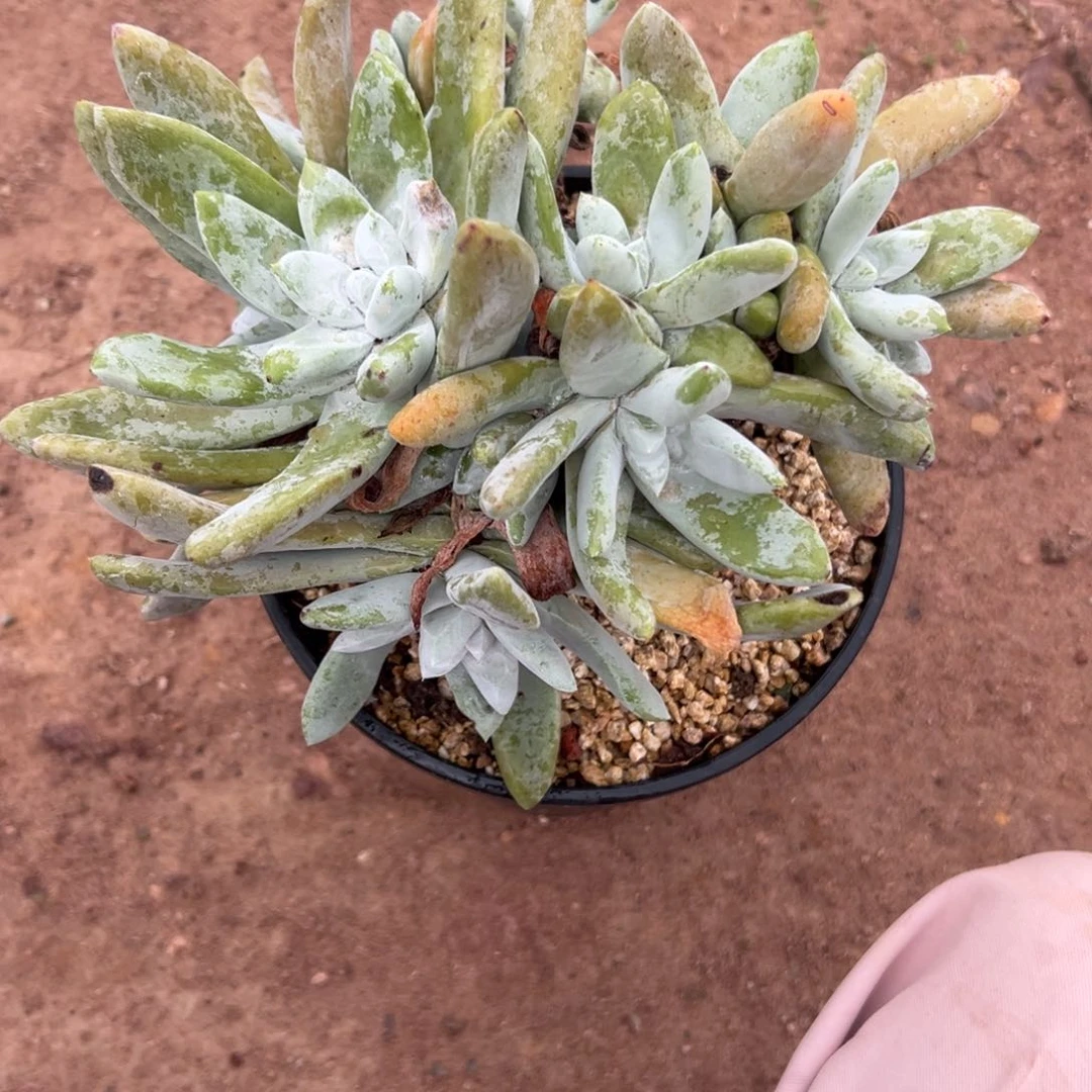 l***3谢谢姐姐～一物一拍11183