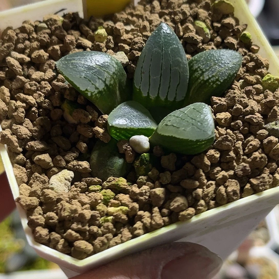 338白鸟朝凤一物一图