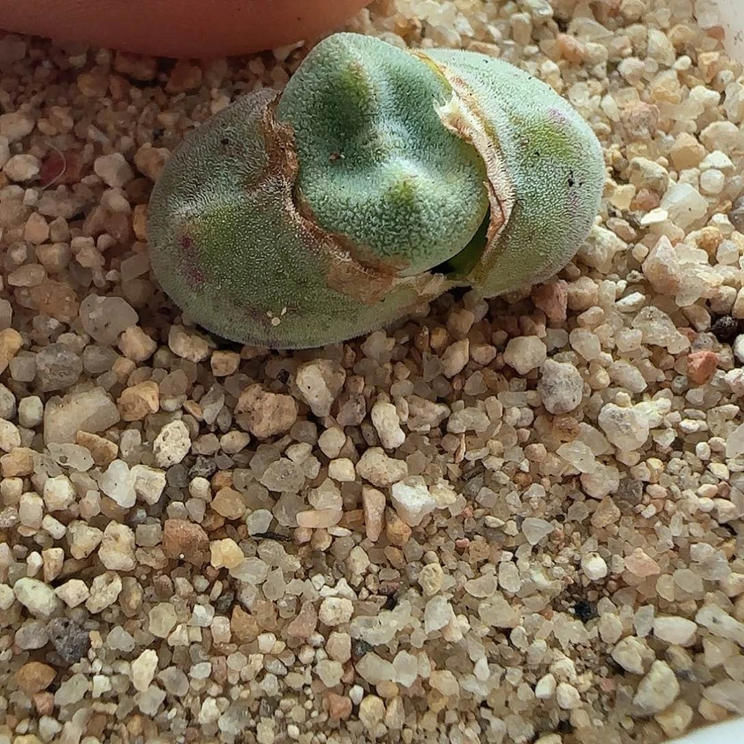 咖****?28包邮脱土发货27825