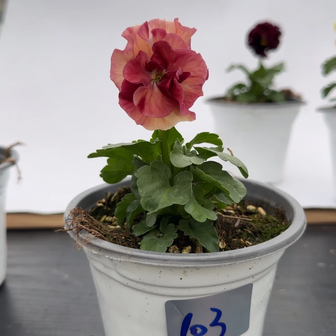 当前无花朵，栽培后可花朵103