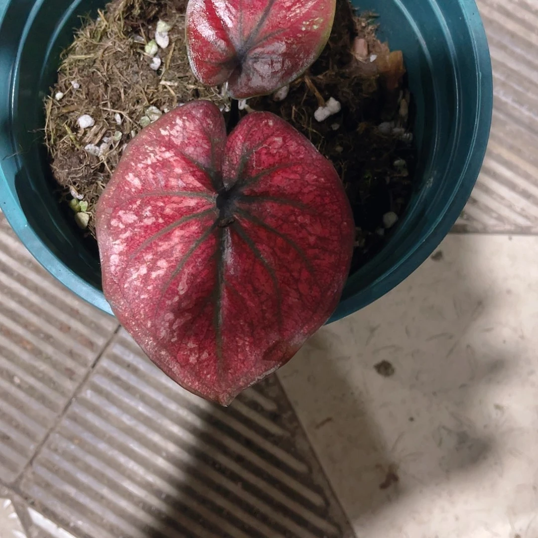 完全开放晴*。728泰彩