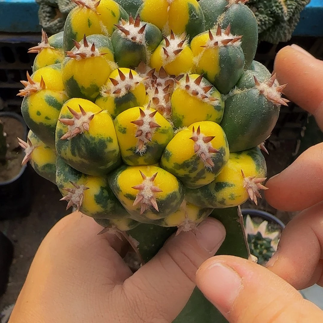 象牙锦684仙人球开花