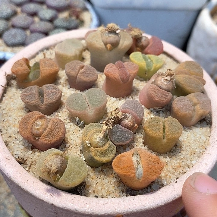 风铃混合一颗