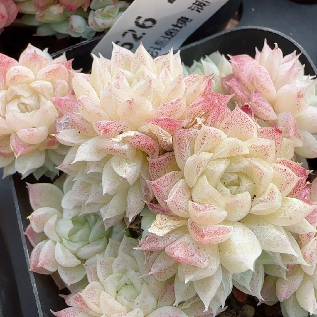 花语逸境0209-629