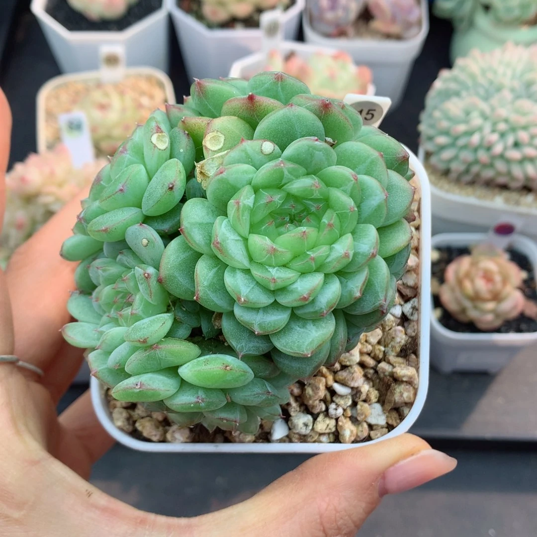 哈哈58包邮  群生不包整115