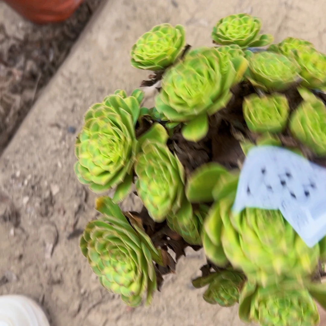 琉璃多肉植物0337