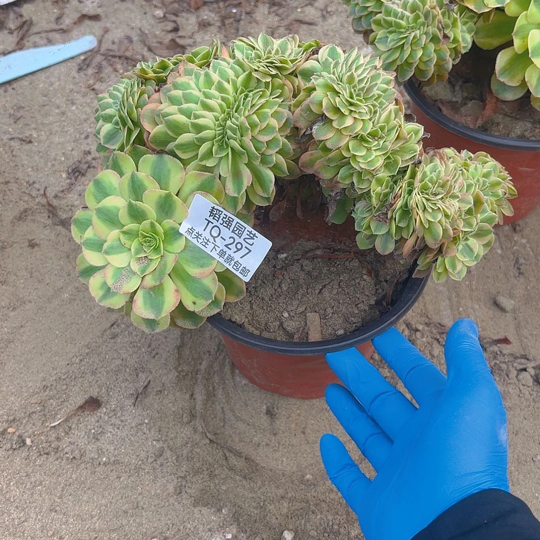 雨荷缀多肉植物297