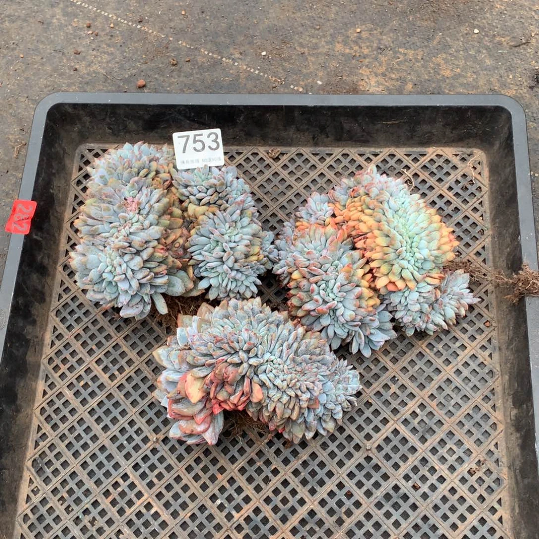 753橙子缀多肉植物组合