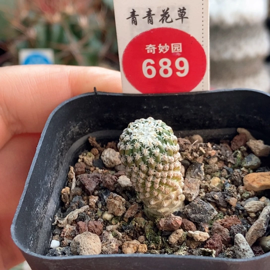 实生银牡丹一颗1.2cm