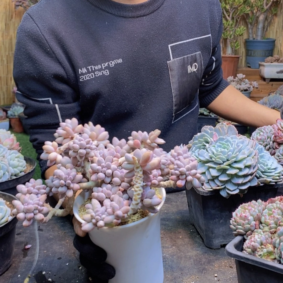 喜****宝60号婴儿手指