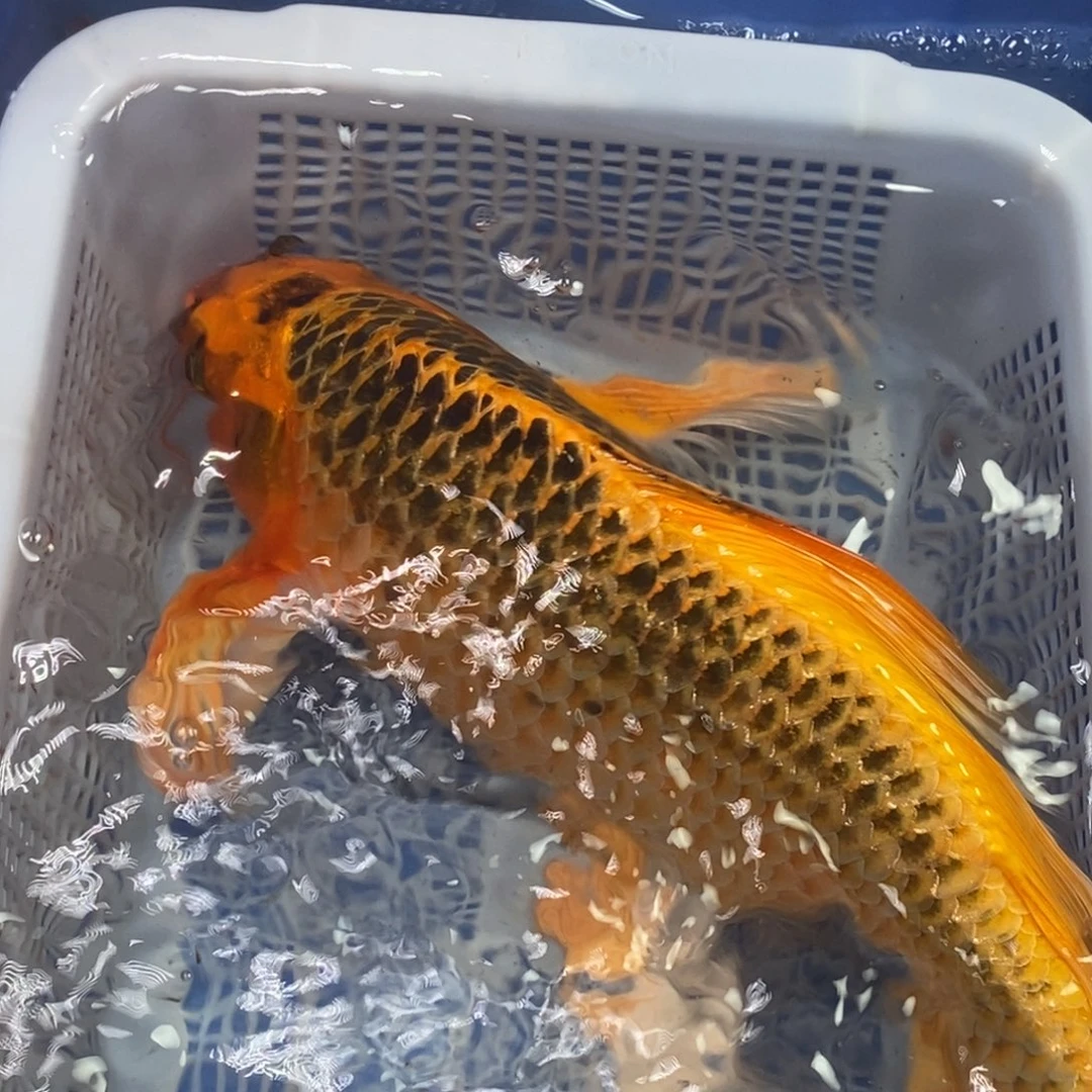 锦鲤冷水锦鲤包邮