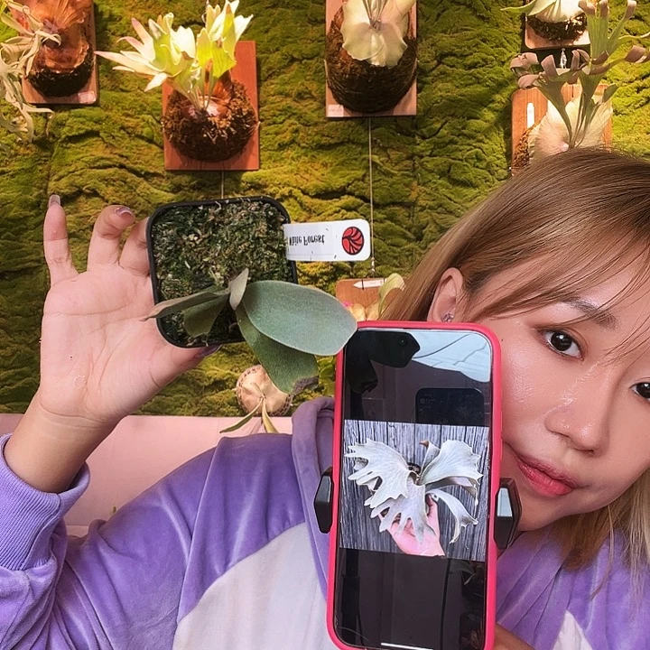 不开花植物nook 白森林 侧